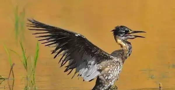 原创世界上最神秘的鸟重现千岛湖它的名字你可能不知道如何读