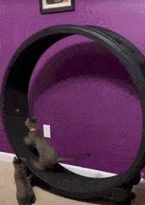 趣图GIF爆笑:逗猫棒,咋就是追不上_T--ui