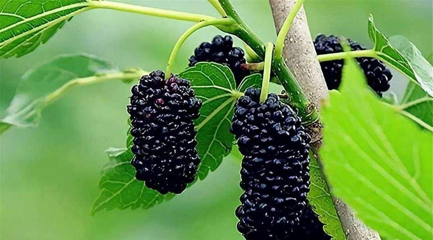 食疗养生,不能缺少的是黑桑果 黑桑果是一种营养价值极高的健康水果