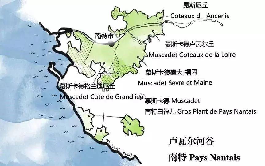 muscat,moscato,muscadelle 和 muscadet 有啥区别?