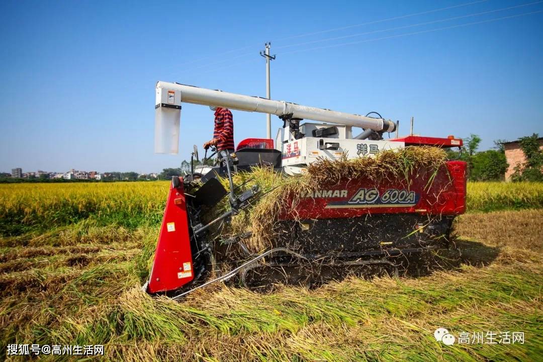 高州丰收来了_割禾