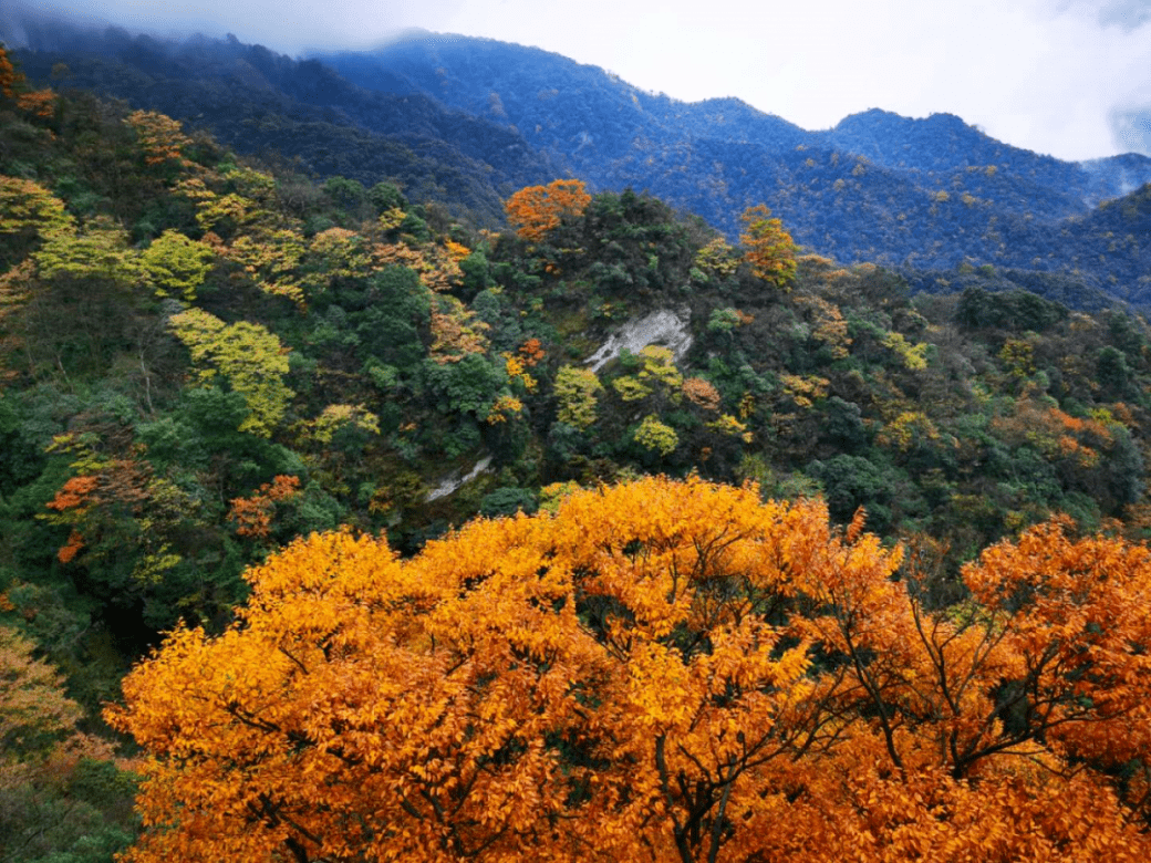 这个秋天,到金佛山来一场梦幻的彩色之旅