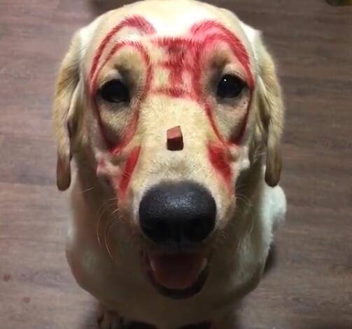 虽然这个脸被画的很搞笑,但对于狗狗来说,完全不是一个事,只要主人