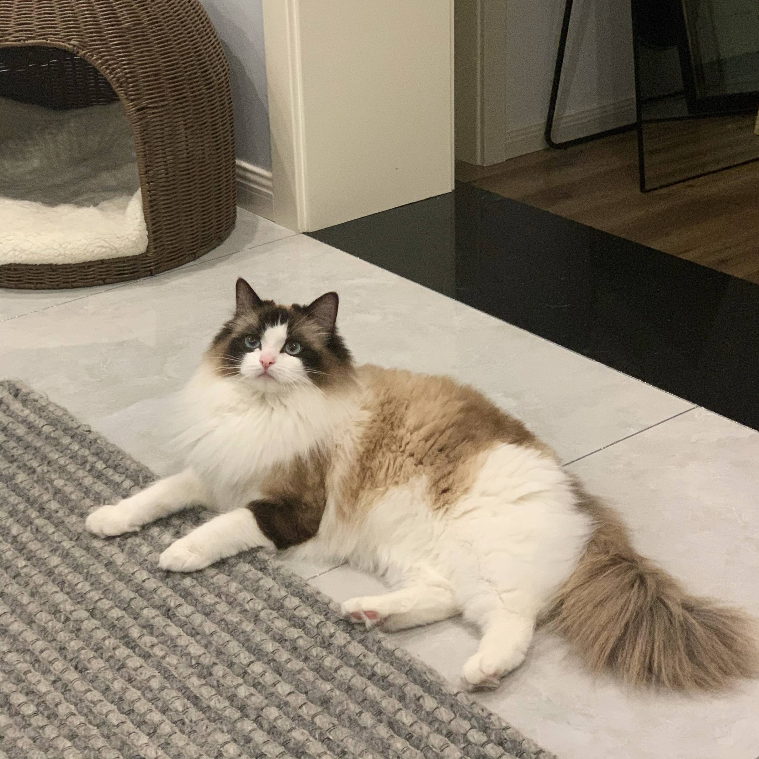 布偶猫弟弟三个月了,寻找有缘人