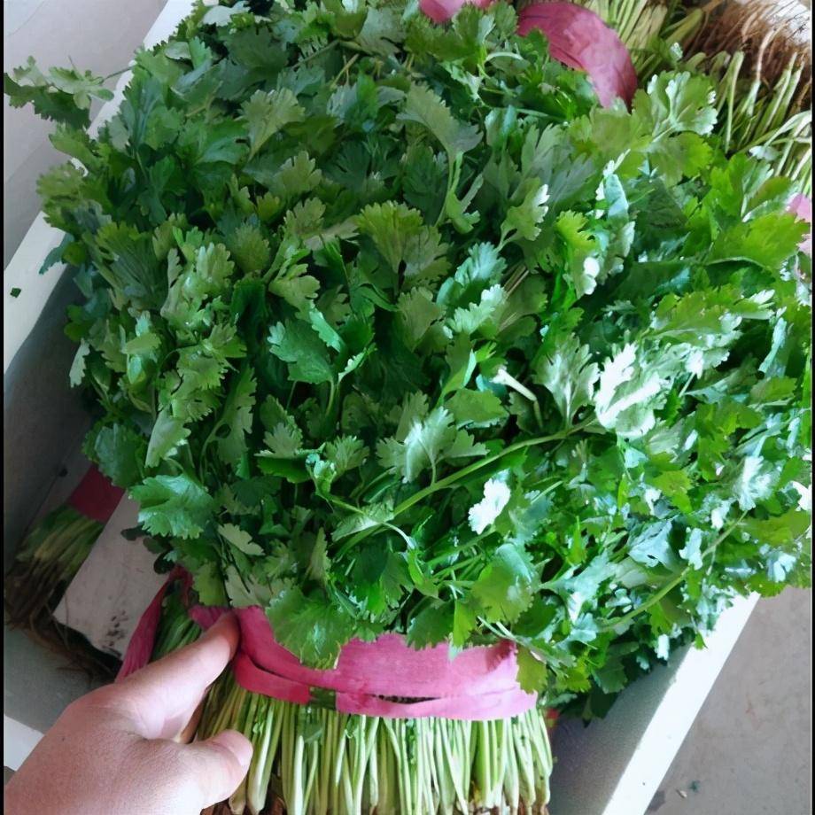 澳洲大叶香菜 耐寒耐热抗抽苔香菜品种_手机搜狐网