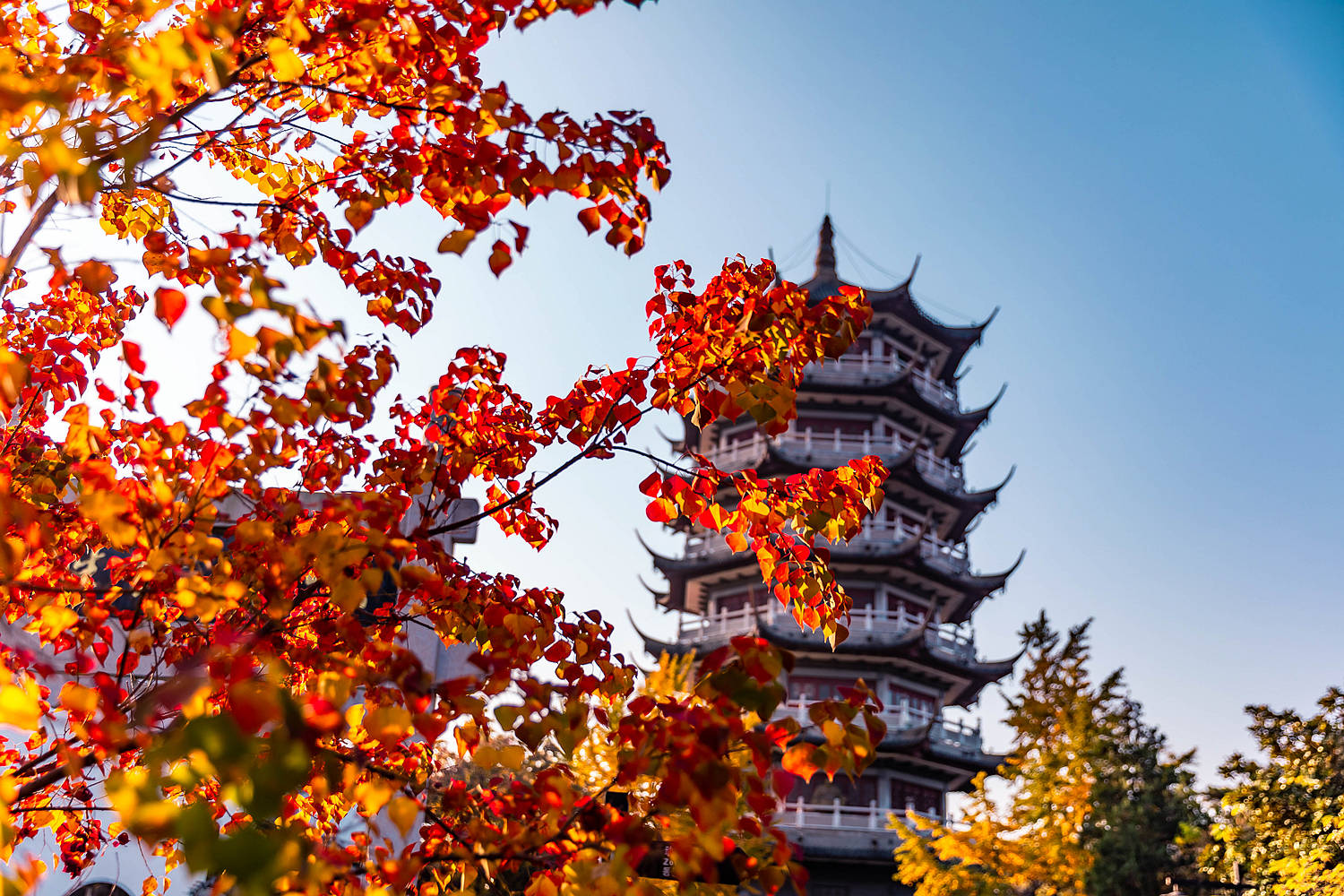 安徽游漏掉蚌埠委实可惜,张公山的秋色彰显皖北的绚丽多彩之秋