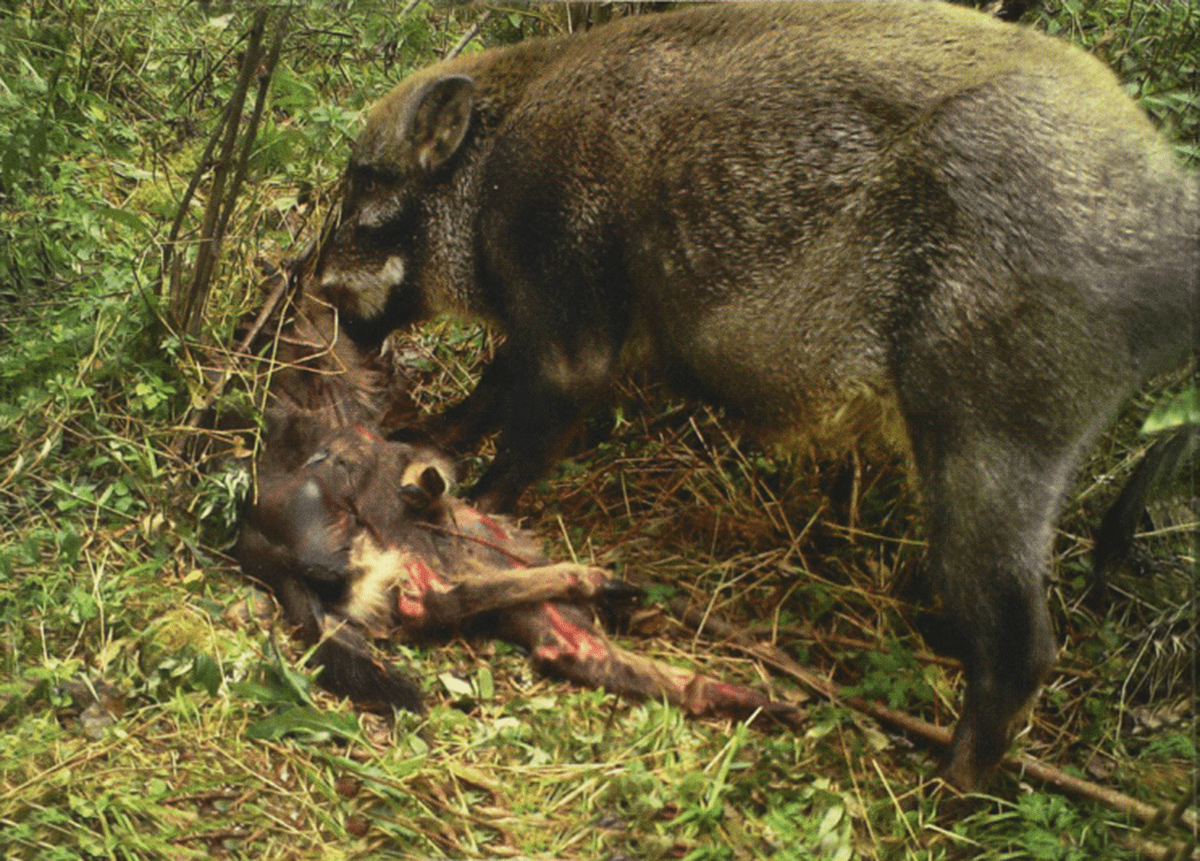 狮子和老虎作为顶级猎食者,谁能捕猎它们?它们的尸体到哪里去了