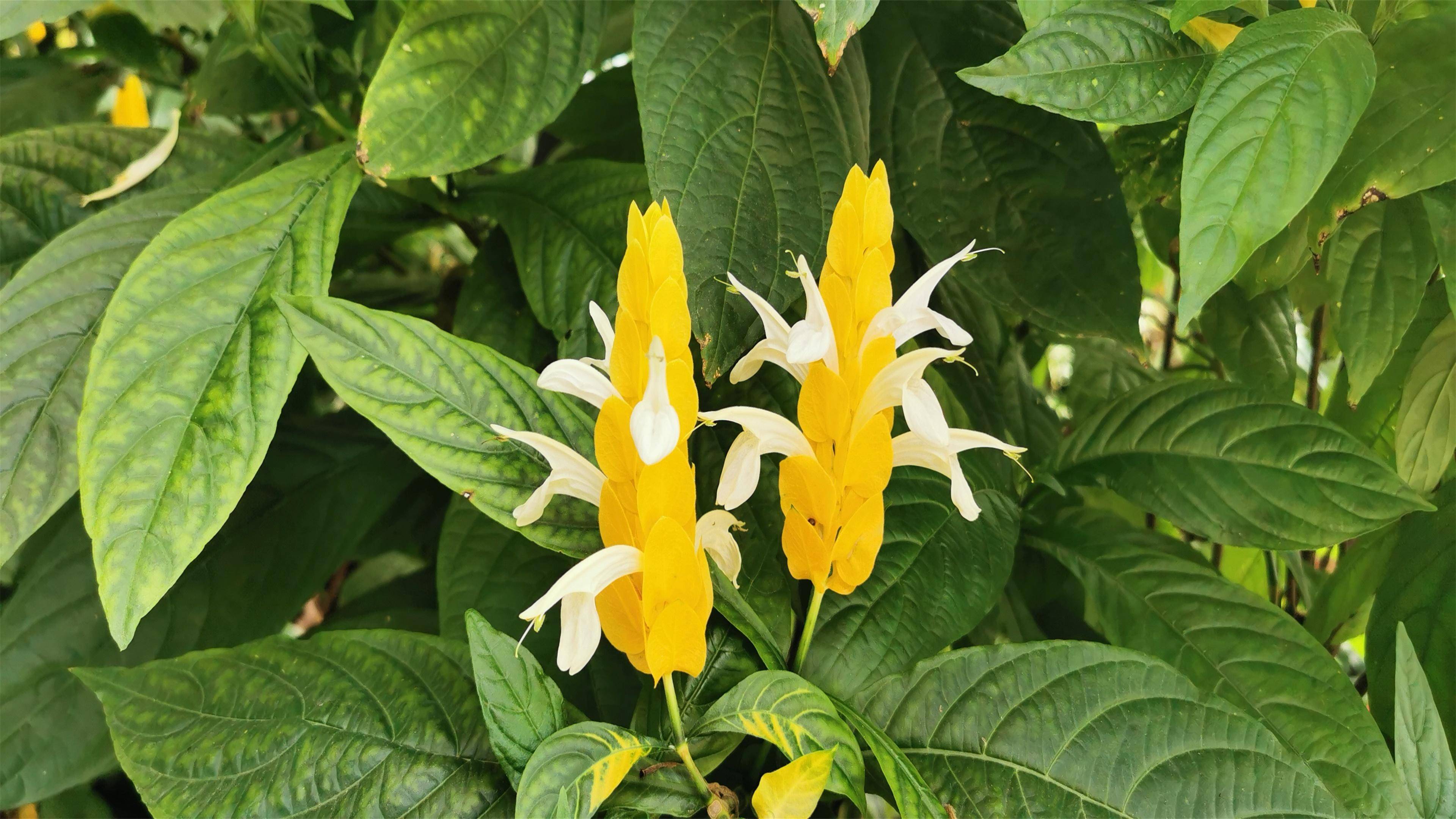 冬季游览哪里去?中国科学院武汉植物园好去处