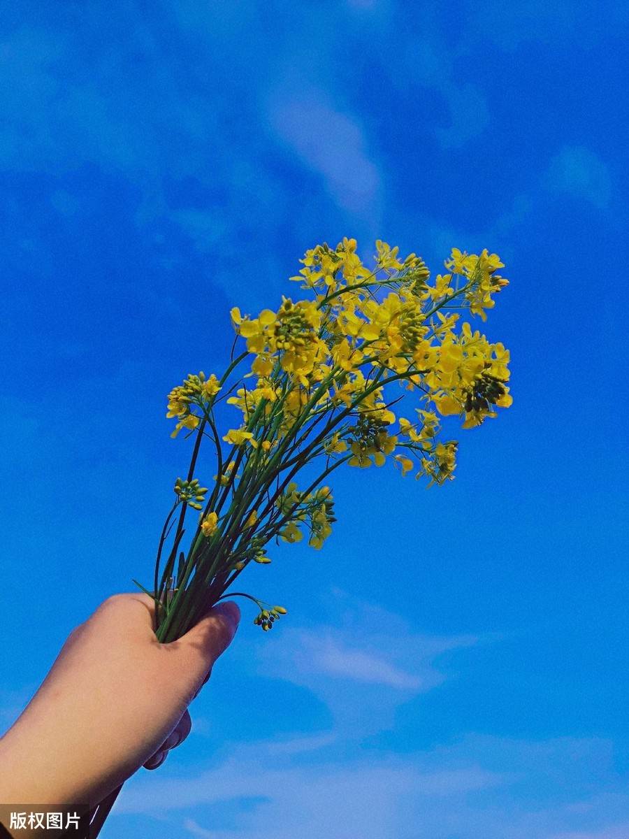 精致优雅的网络句子,积极阳光,发朋友圈超赞