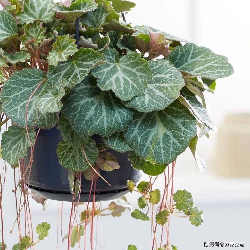 虎耳草的观叶和观花品种,放石头上都能长,繁殖太简单了