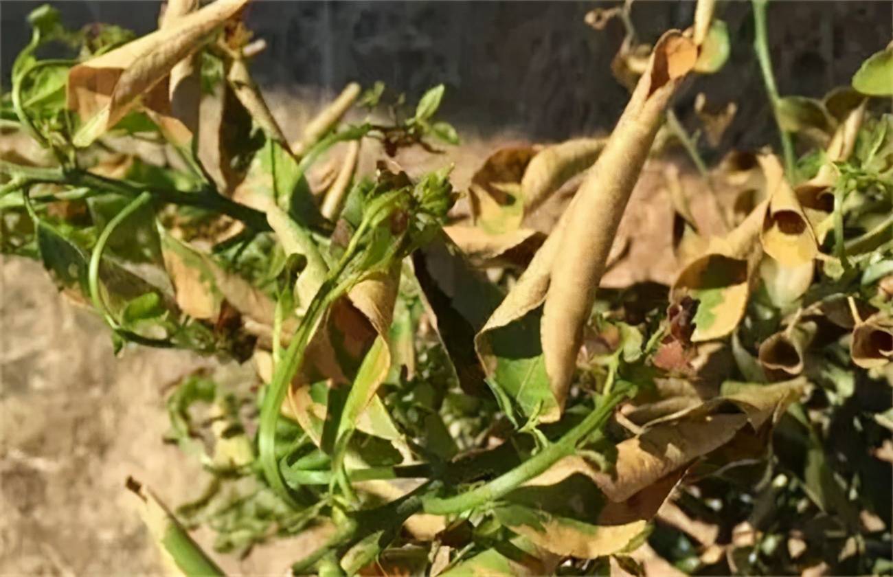 柑橘肥害发生一般在施肥10-60天内,首先从枝基部的老叶叶尖开始失水或