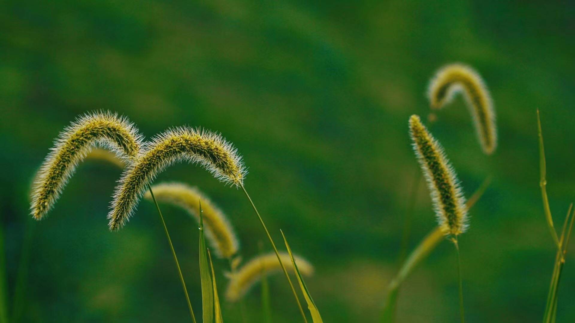 5种野菜被自己的"名字"坑惨了,不被待见,还被误认为是杂草_人们