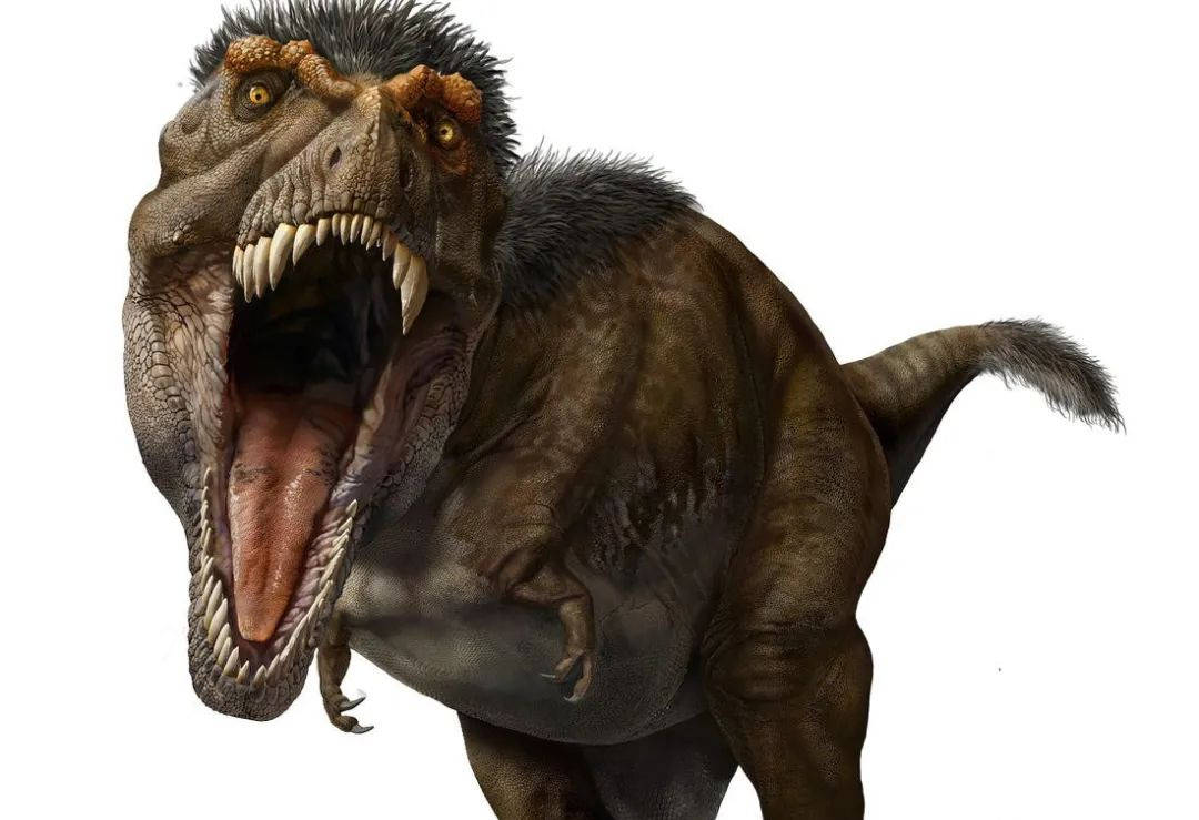 中华龙鸟的尾巴上有锈红色和白色的条纹,这可能帮助它向其他物种发出