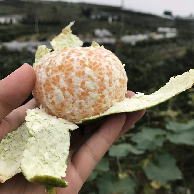 春见与明日见的优点和缺点(春见和明日见的区别)