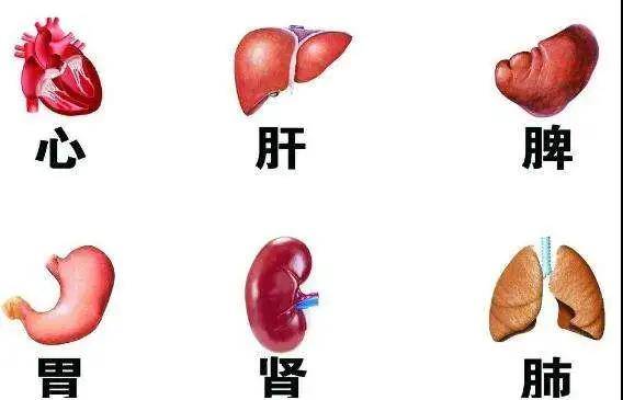 乾养堂脾胃虚弱伤心肝肺肾百病丛生