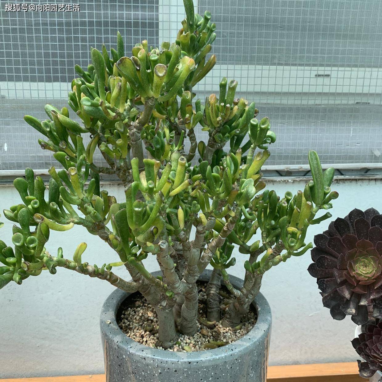 这花叫马蹄掌,也叫吸财树,寓意"招财进宝",比多肉还好养_手机搜狐网