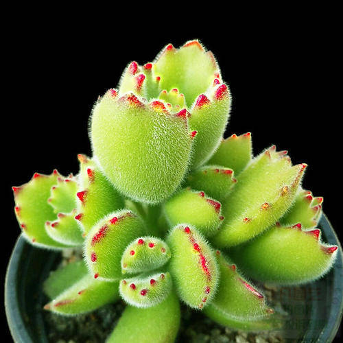 多肉植物熊童子叶子干瘪?做好这件事,长成胖娃娃!