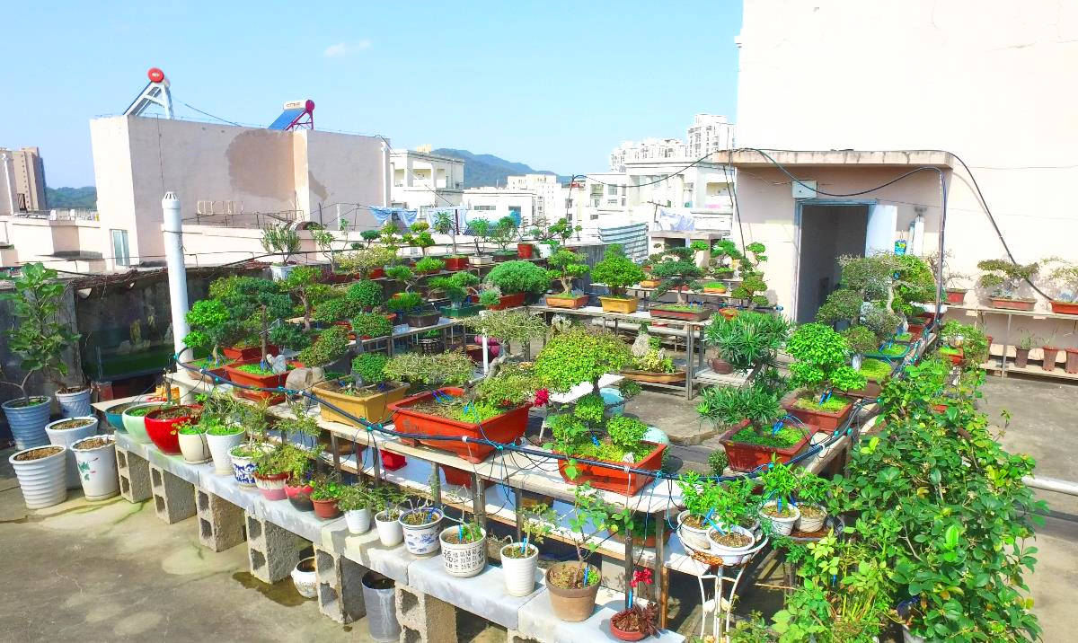 枫雅名苑小区楼顶有个空中菜园 居民生活丰富多彩添诗意