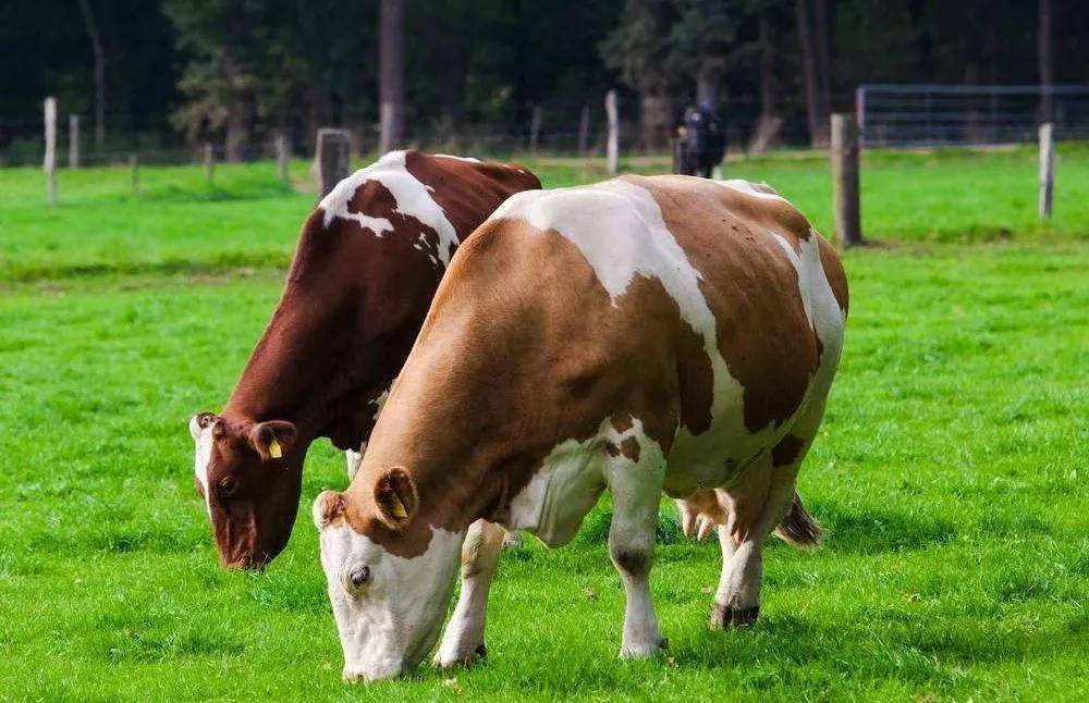 怀孕母牛冬季咋过冬?需要注意哪些问题?_手机搜狐网