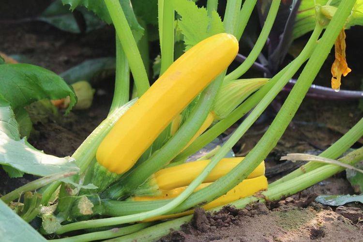 女性不想变黄脸婆,3种食物常吃,营养美味,补气补血,护肤抗衰_菠菜