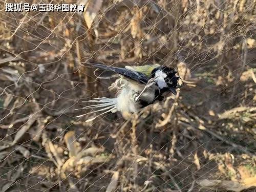 捕販野生鳥咋就禁不住!