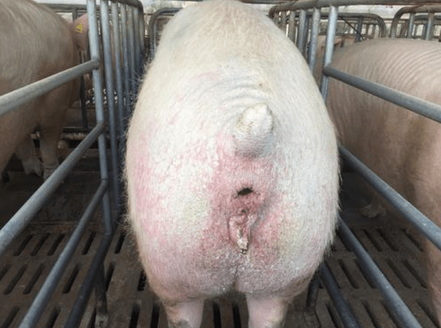 怎么养母猪才能不有子宫炎
