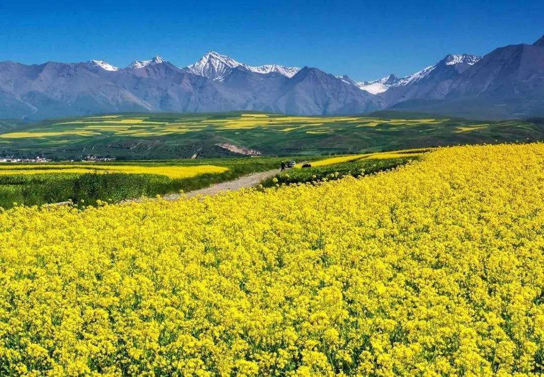 油菜花观赏地最美油菜花之乡快看看有你家乡吗