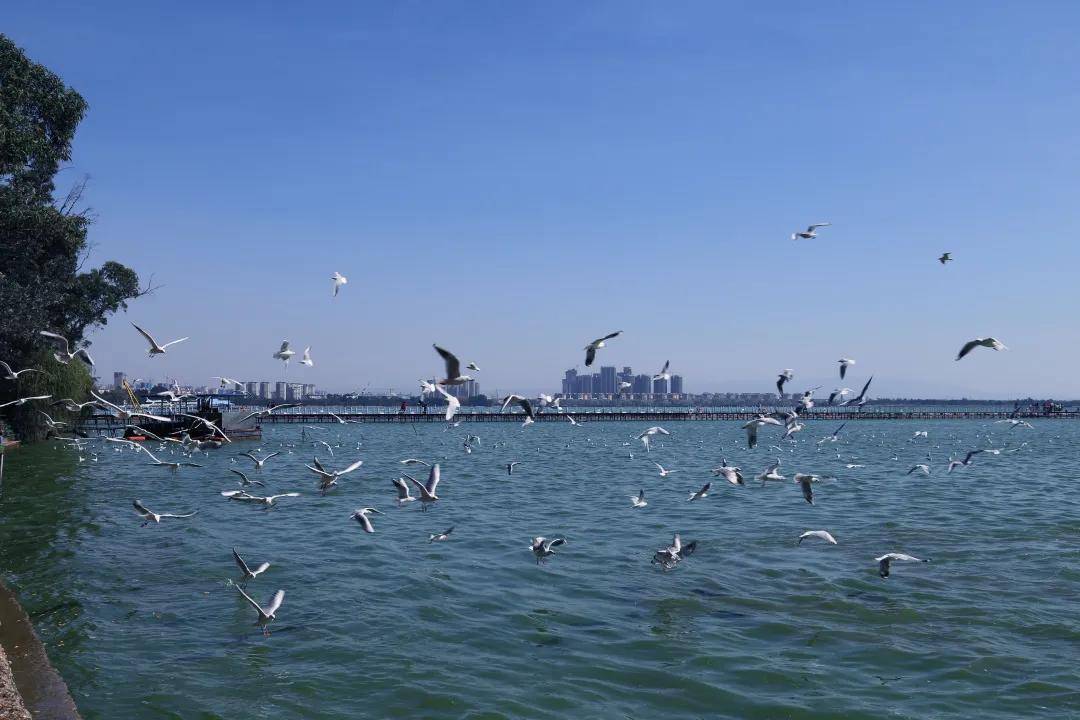 昆明最佳海鸥观赏地大集合,这个周末,安排!
