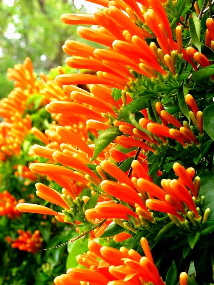 一点就炸的"炮仗"花,一串鞭炮一串红,噼里啪啦开花200天_手机搜狐网