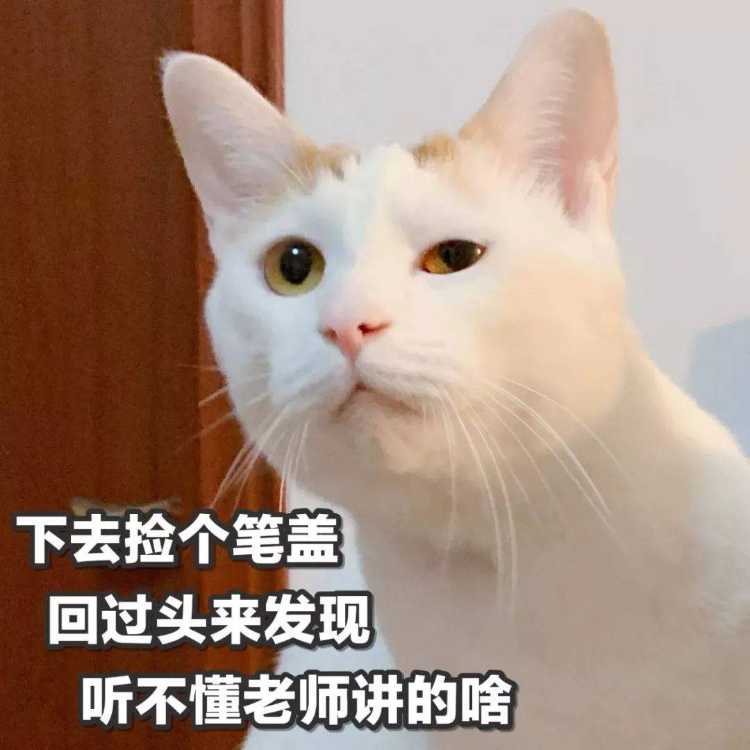 猫咪表情包合集你的小可爱已提刀在来的路上