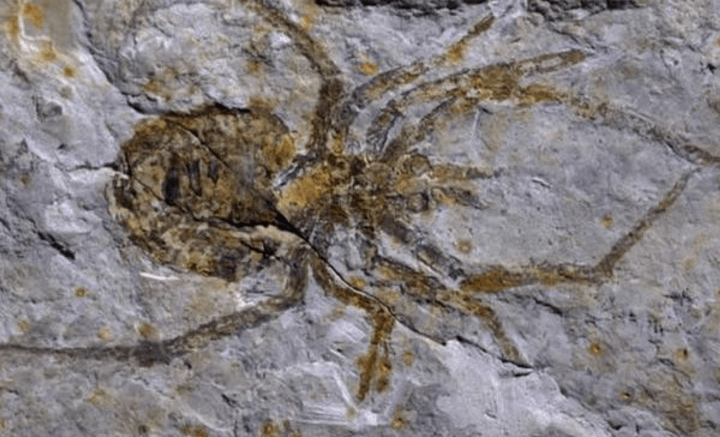 义县曾发现稀有蜘蛛化石专家发现是赝品是借助小龙虾制作的