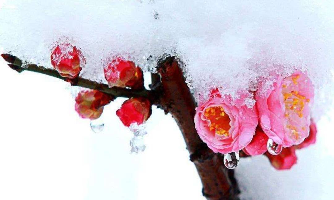 七绝 雪梅吴爱芹本是九霄云外客,不辞万里为何求.