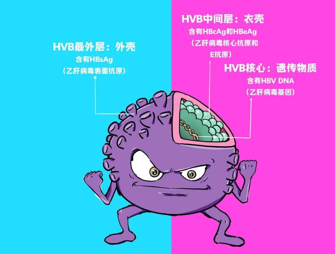 如何计算乙肝病毒量?_手机搜狐网