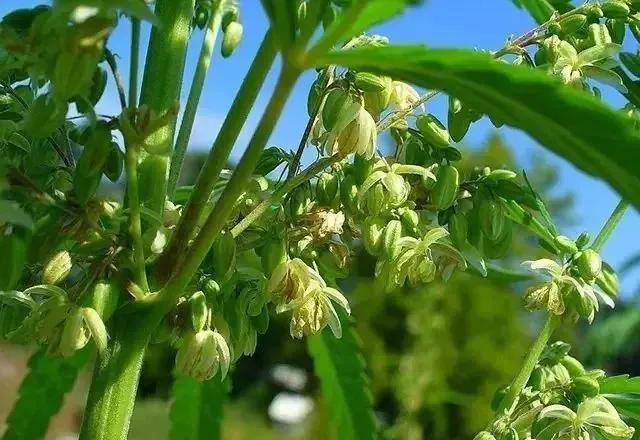 火麻科普看这一篇就够了_手机搜狐网