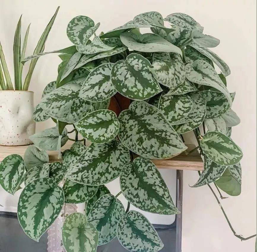 家里养盆银斑葛,叶色淡雅,漂亮又好养,清新又养眼!