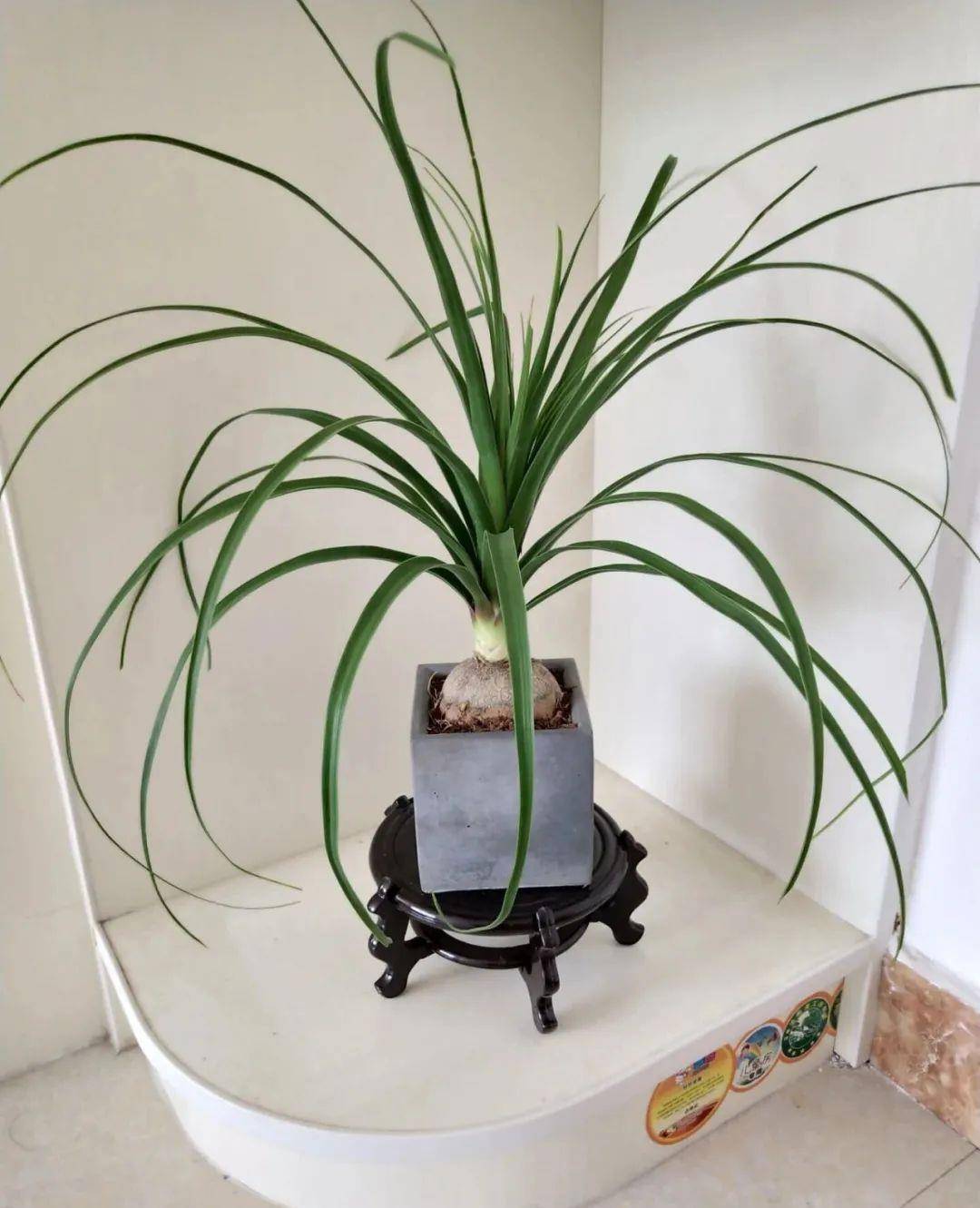 冬天养盆酒瓶兰,半个月不浇水也能活,省心又好养,镇宅又旺运!