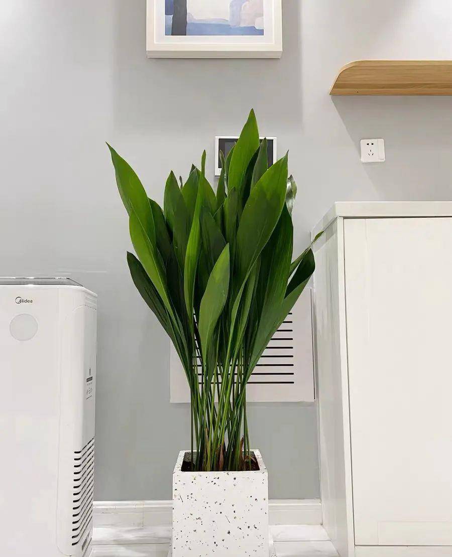 家里养盆一叶兰,耐阴又好养,清新又养眼,典雅又大方!