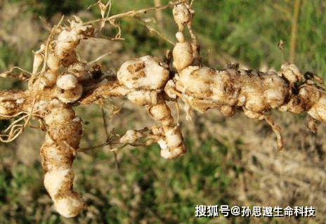 痛风能通过饮食控制尿酸吗这三种的降尿酸王不妨试试