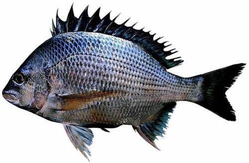 海钓吧丨冬季海钓黑鲷鱼的七个秘技