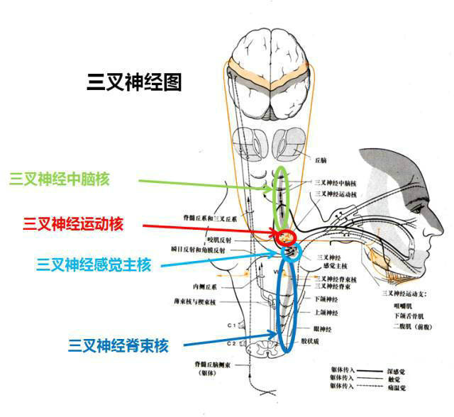 三叉神经运动支是很小的部分,发自位于三叉神经感觉主核内侧的三叉