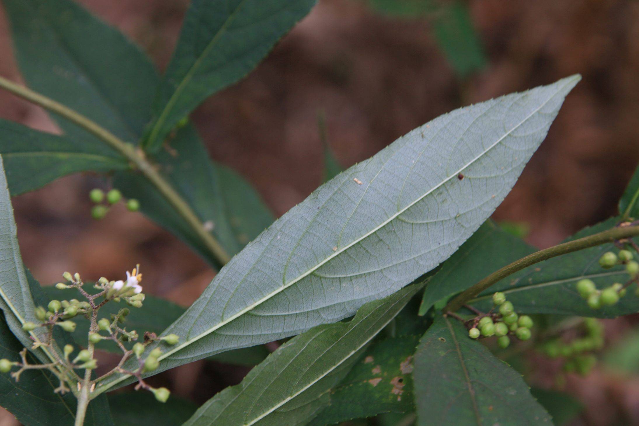 庆元植物1331马鞭草科紫珠属短柄紫珠原变种