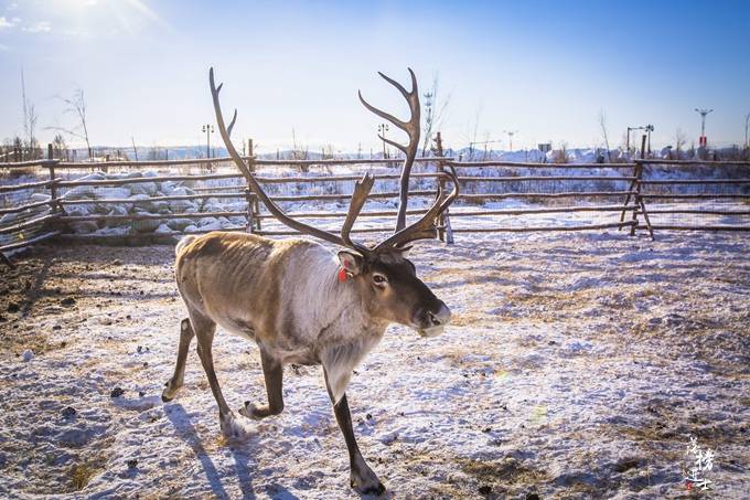内蒙古根河有中国原始的使鹿部落,遗世独立,现在成为了著名景点