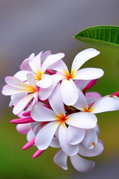 原创精致美妙的心语句子每次阅读都获益匪浅