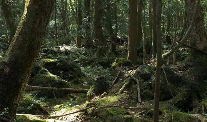 日本死亡森林青木原树海,想自杀的人遗体都会消失