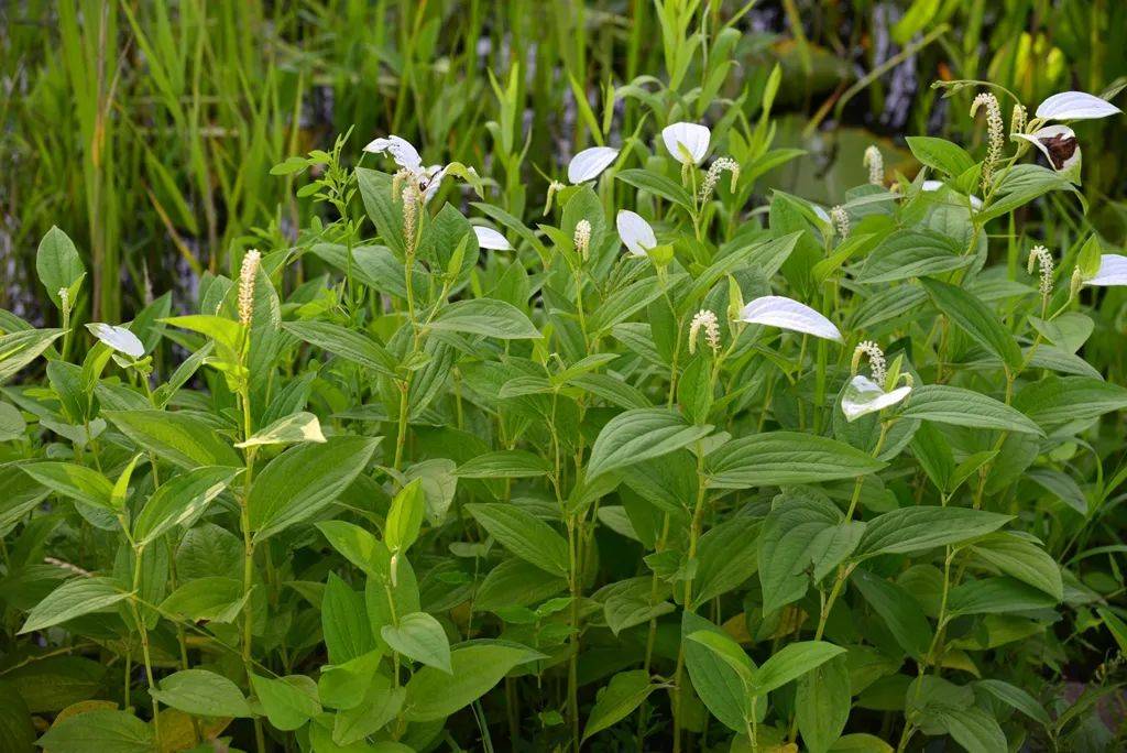 的野生植物,它们其中大部分都很有价值,比如咱们现在常吃荠菜,马齿苋