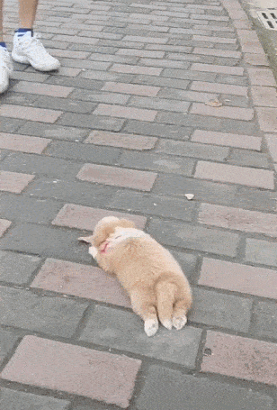 小狗小碎步追随主人累趴就使妙计网友萌狗大量收购