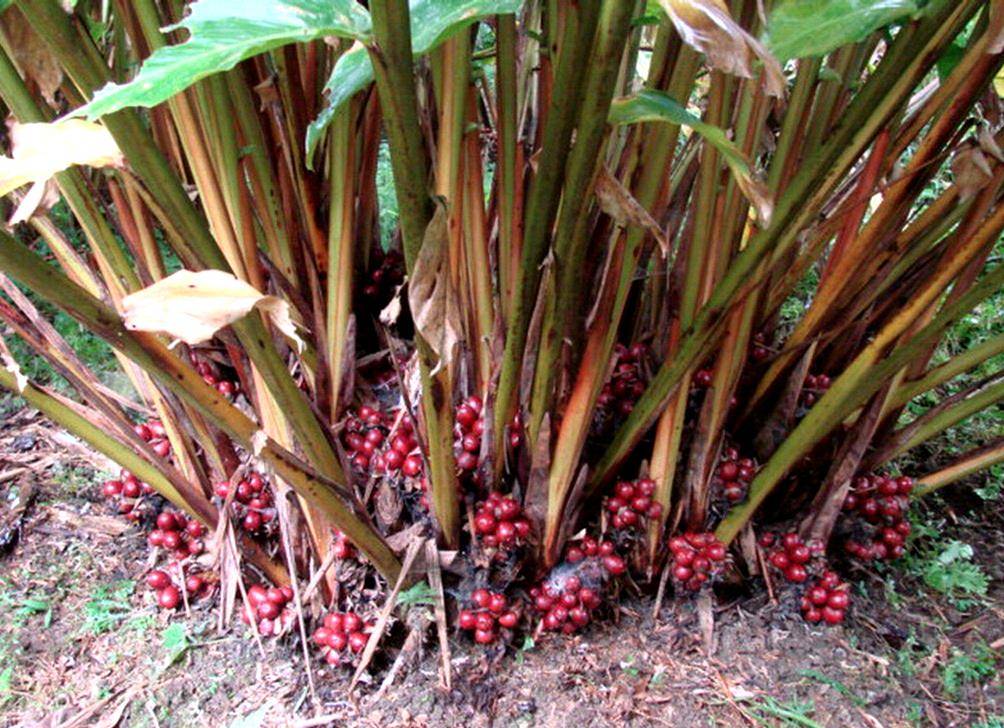 南方的一种野果,北方也有人卖,草果是什么?为啥30元一斤很畅销