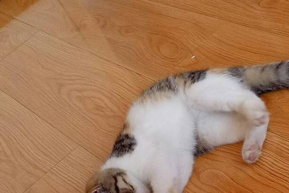 原创折耳猫患上肥厚型心肌病遗传为主要成因之一主人需日常多关注