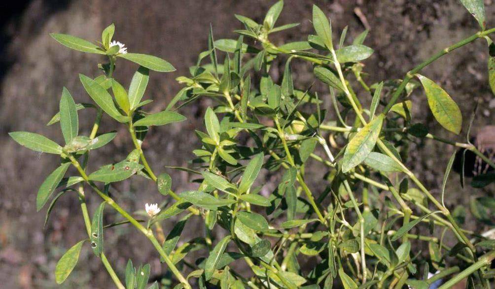 农村一种植物农民喜欢种植如今泛滥成灾城里5元一斤当野菜