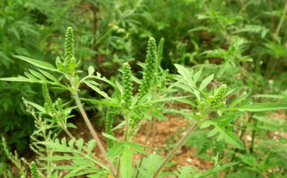 矮豚草俗称图片